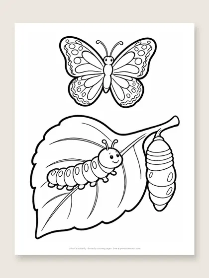 Life of a butterfly: butterfly coloring page