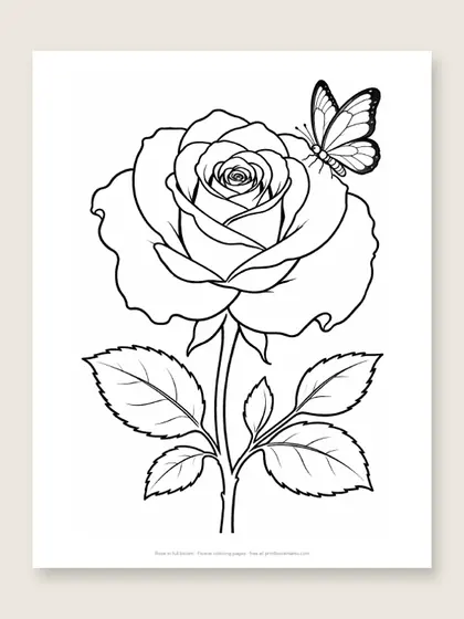 Rose in full bloom: flower coloring page
