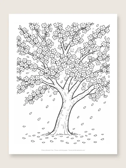 Cherry blossom tree: flower coloring page
