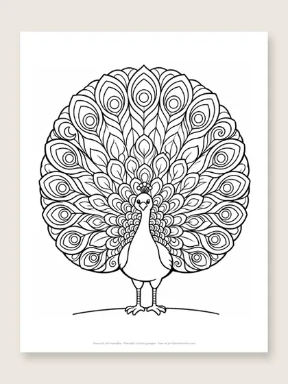 Peacock tail mandala: mandala coloring page